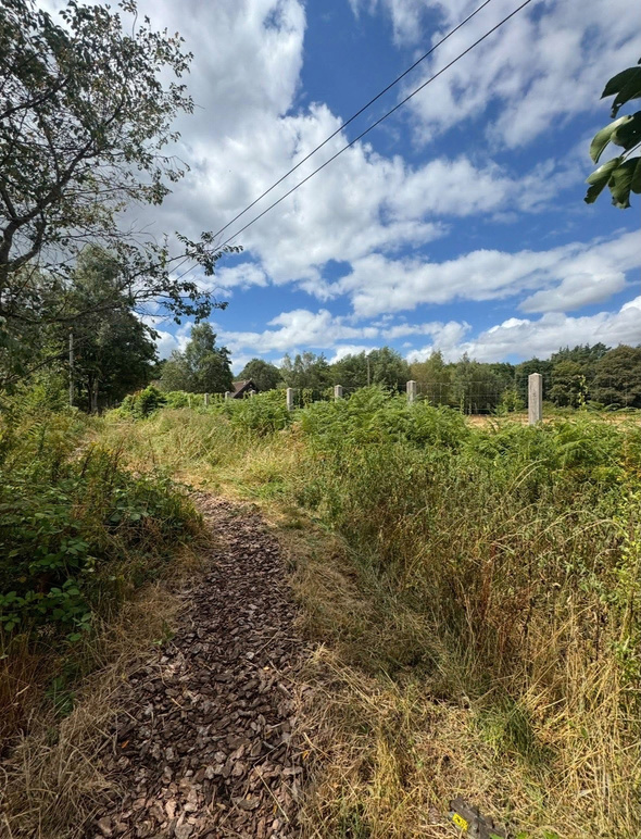 GARDEN CLEARANCE: before clearance
